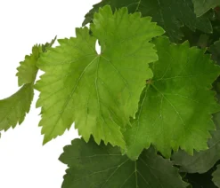 Tafeltraube, kernlos, verschiedene Sorten