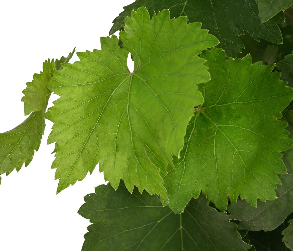 Tafeltraube, kernlos, verschiedene Sorten