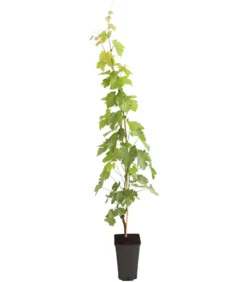 Tafeltraube 'Lakemont'