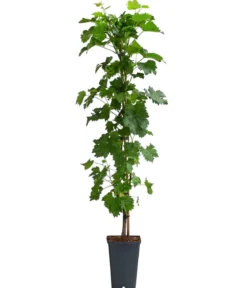 Tafeltraube 'Millenium®'