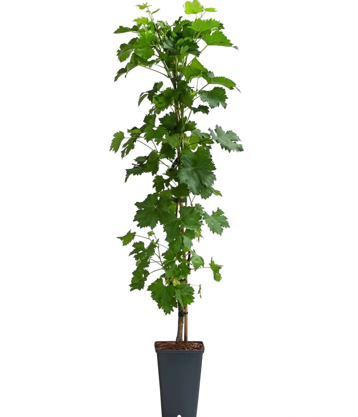 Tafeltraube 'Millenium®'