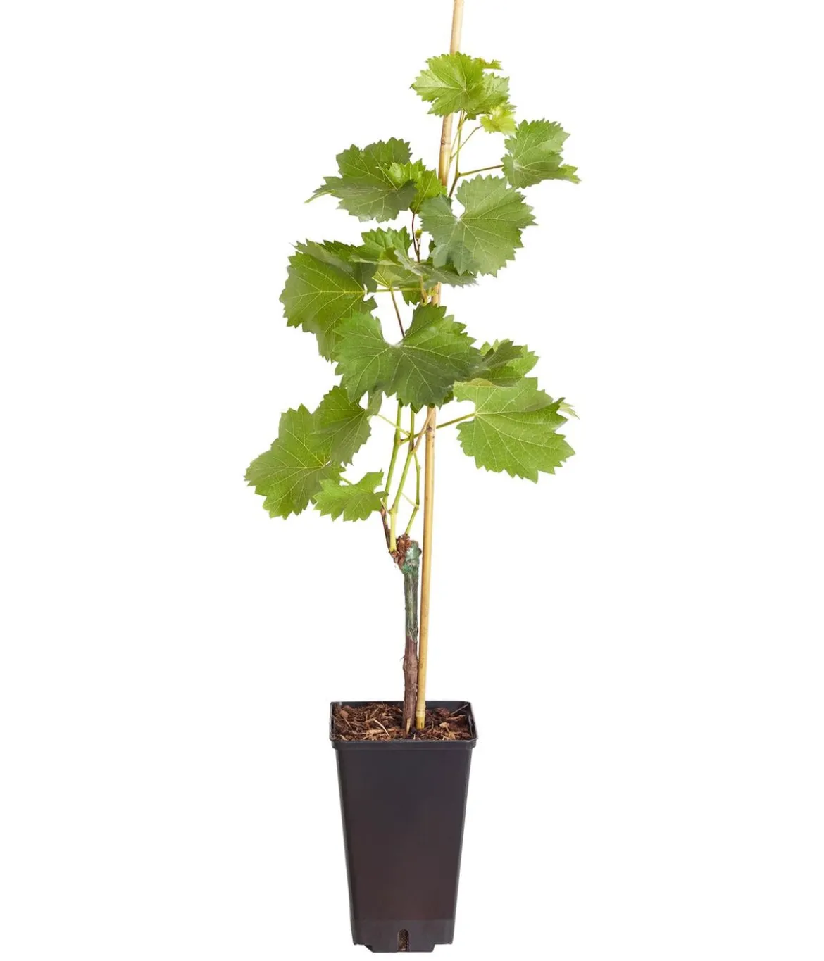 Tafeltraube 'Phönix'