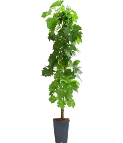 Tafeltraube 'Pusztatraube'