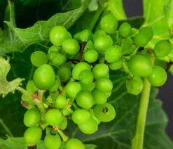 Tafeltraube 'Pusztatraube'