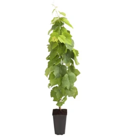 Tafeltraube 'Venus'