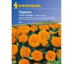 Tagetes Cresto Orange, Saatgut von Kiepenkerl