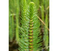 Tannenwedel
