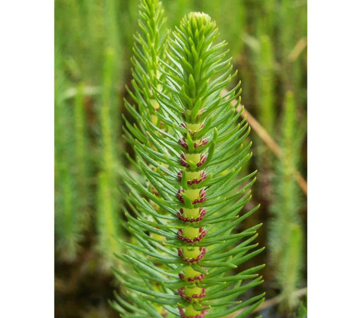 Tannenwedel