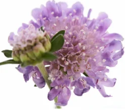 Tauben-Skabiose 'Butterfly Blue'