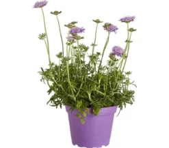 Tauben-Skabiose 'Butterfly Blue'
