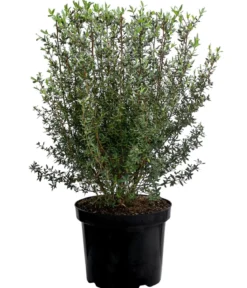 Teebaum 'Silver Sheen'