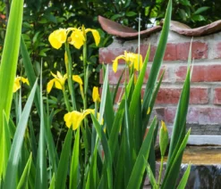 Teichpflanzen Komplett-Set Iris, 6-teilig
