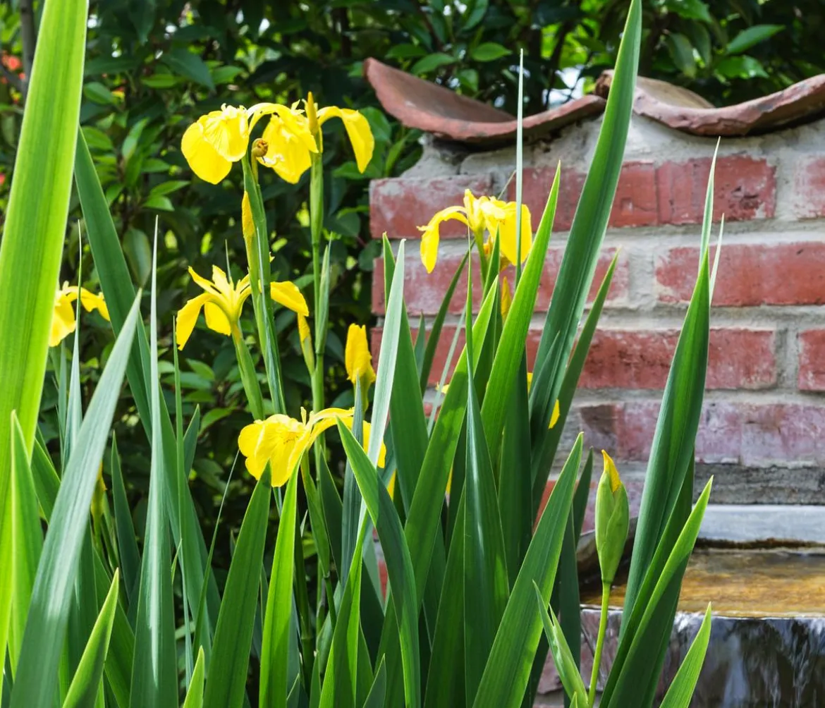 Teichpflanzen Komplett-Set Iris, 6-teilig