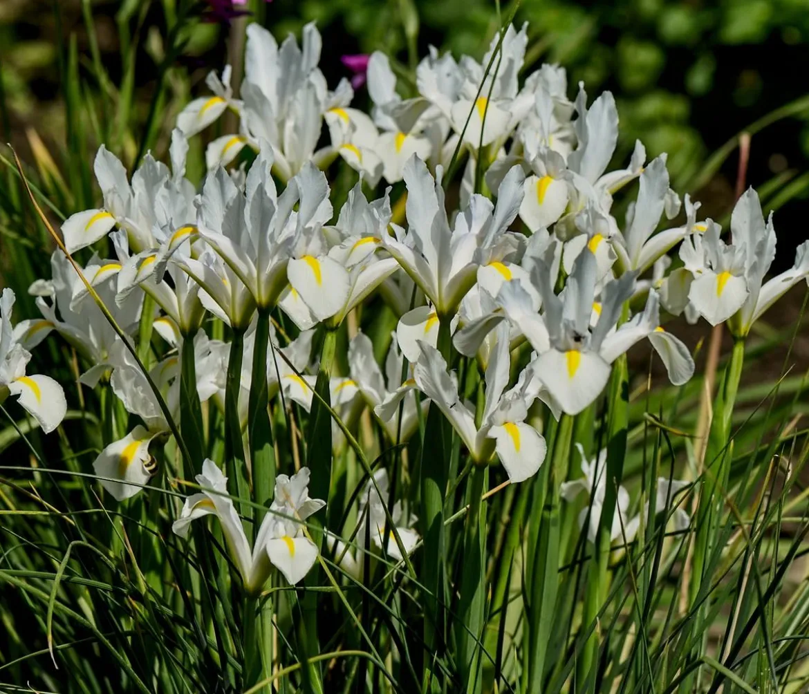 Teichpflanzen Komplett-Set Iris, 6-teilig