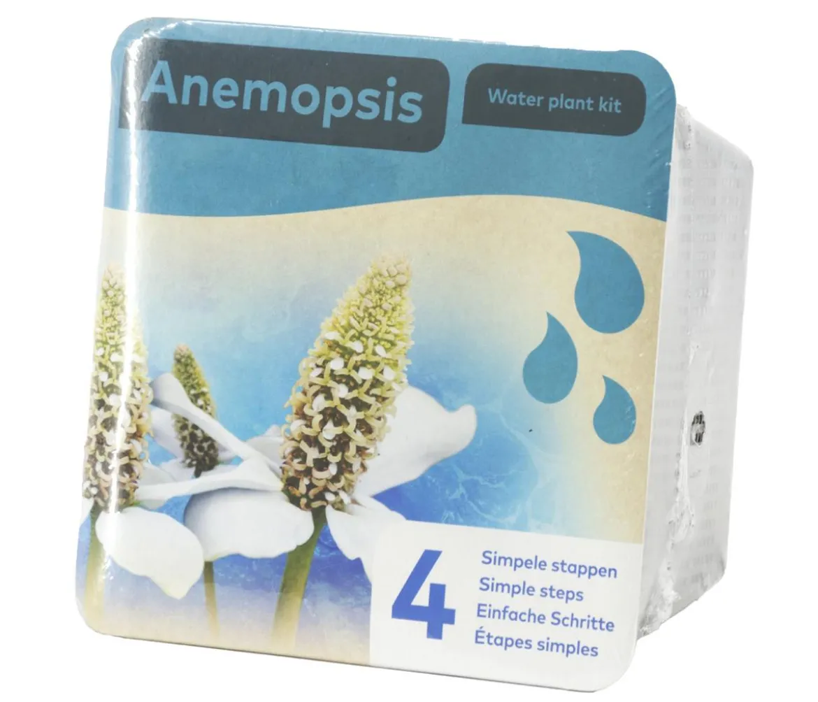 Teichpflanzen Komplett-Set Scheinanemone, 5-teilig