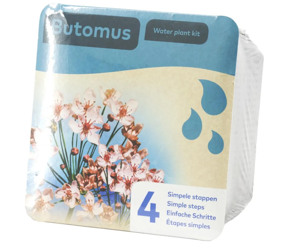Teichpflanzen Komplett-Set Schwanenblume, 6-teilig