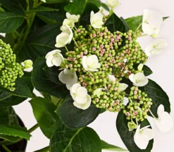 Teller-Hortensie, ca. 15-25 cm