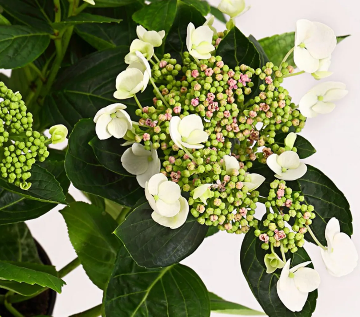 Teller-Hortensie, ca. 15-25 cm