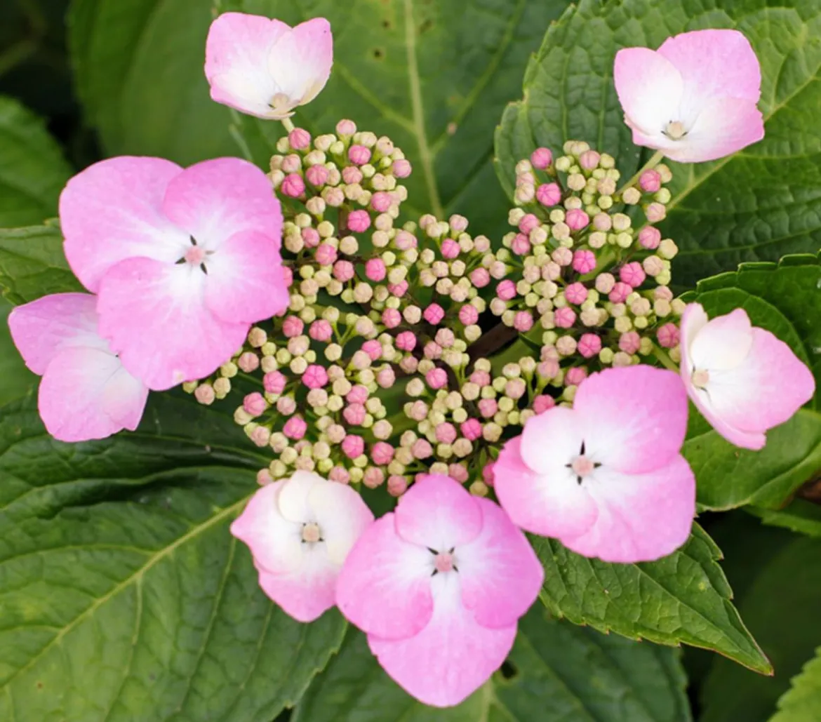 Teller-Hortensie, ca. 15-25 cm