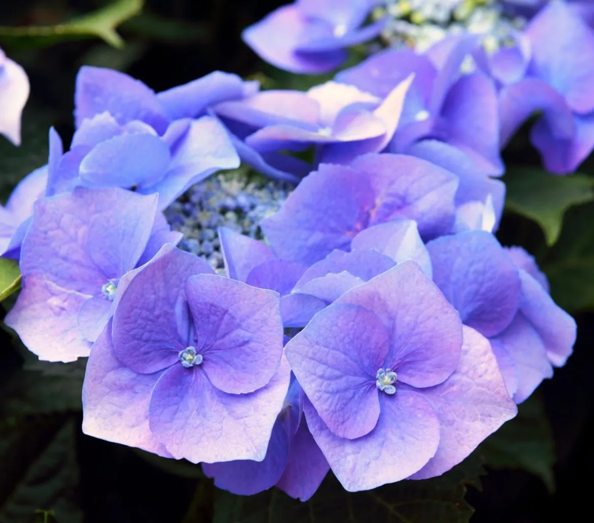 Teller-Hortensie, ca. 15-25 cm