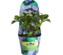Teller-Hortensie, ca. 15-25 cm