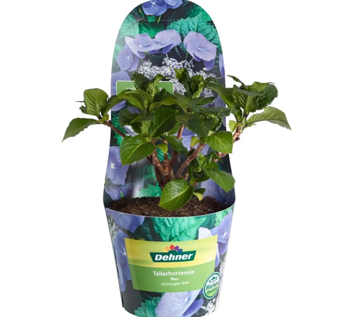 Teller-Hortensie, ca. 15-25 cm