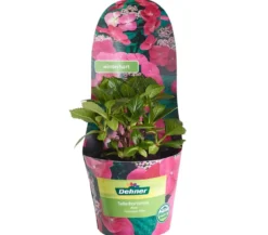 Teller-Hortensie, ca. 15-25 cm