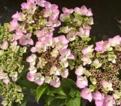 Teller-Hortensie, ca. 30-40 cm