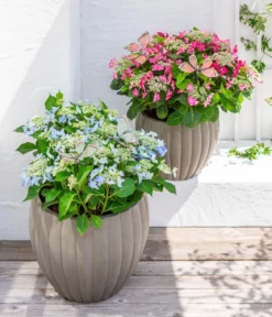 Teller-Hortensie, ca. 30-40 cm