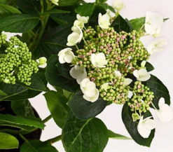 Teller-Hortensie, ca. 30-40 cm