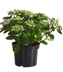 Teller-Hortensie, ca. 30-40 cm