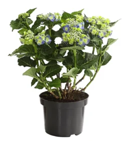 Teller-Hortensie, ca. 30-40 cm