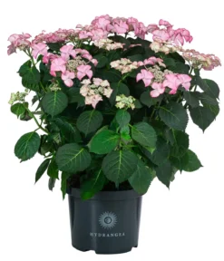 Teller-Hortensie, ca. 40-45 cm