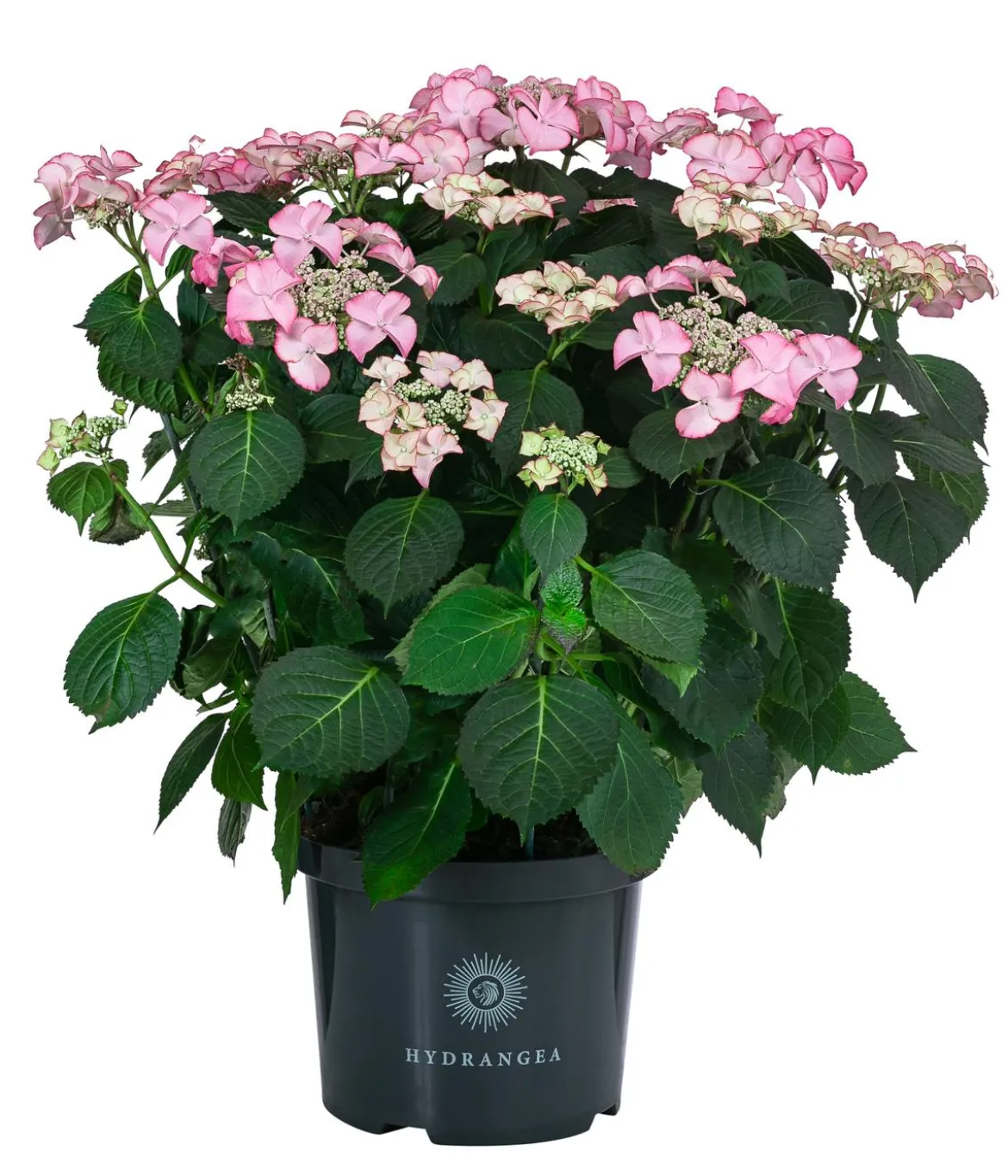 Teller-Hortensie, ca. 40-45 cm