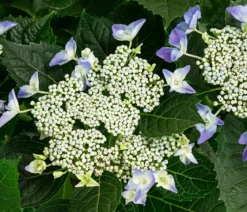 Teller-Hortensie, ca. 40-45 cm