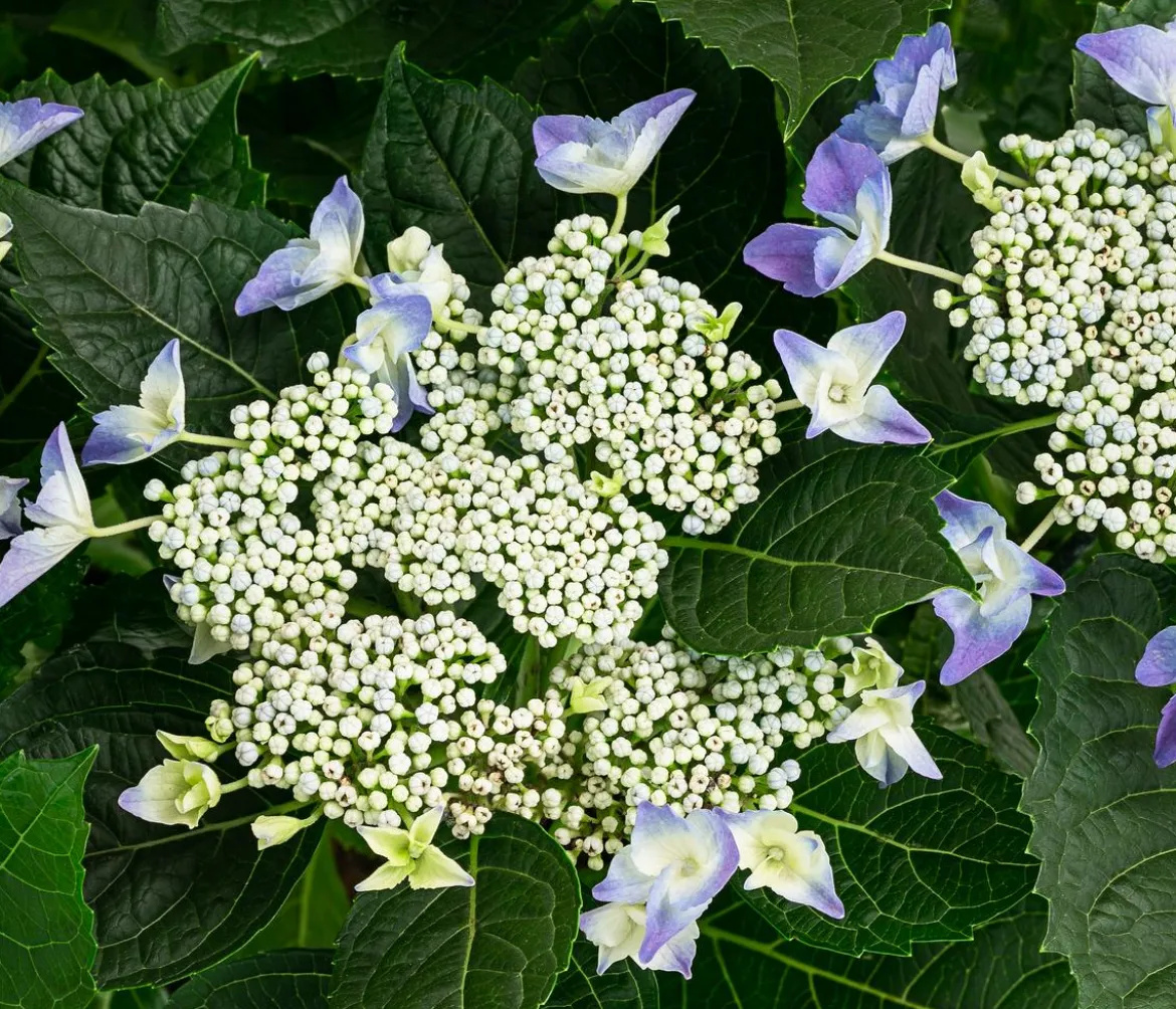 Teller-Hortensie, ca. 40-45 cm