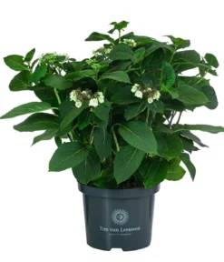 Teller-Hortensie, ca. 40-45 cm