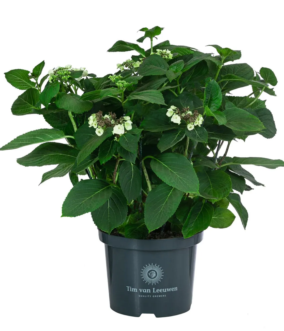 Teller-Hortensie, ca. 40-45 cm