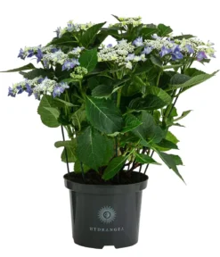 Teller-Hortensie, ca. 40-45 cm