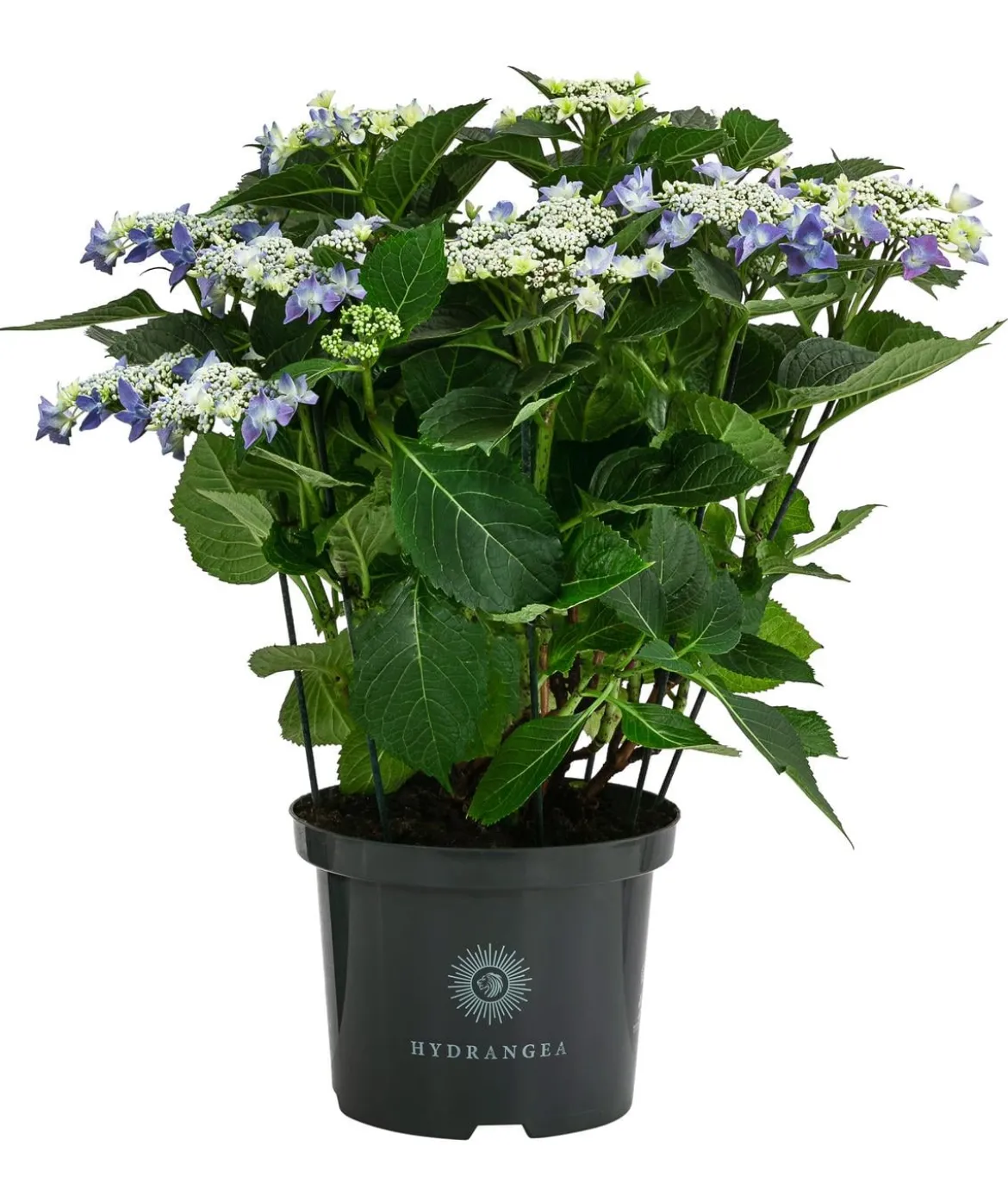 Teller-Hortensie, ca. 40-45 cm