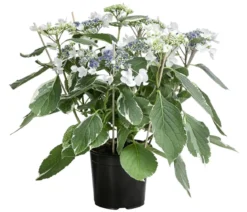 Teller-Hortensie - Hydrangea macrophylla 'Hovariegata'