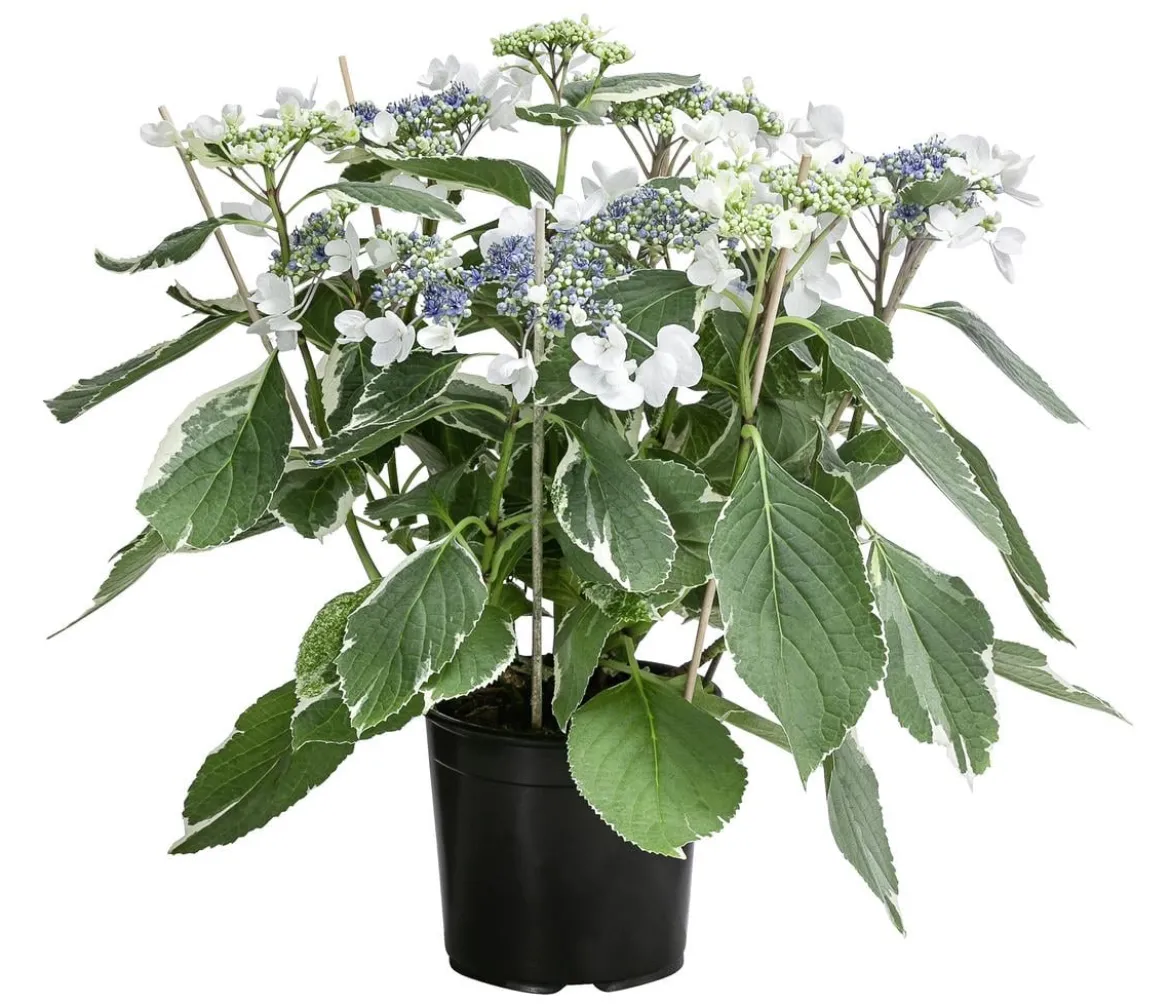 Teller-Hortensie - Hydrangea macrophylla 'Hovariegata'