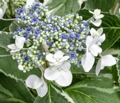 Teller-Hortensie - Hydrangea macrophylla 'Hovariegata'