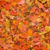 Tetra Fischfutter TetraMin Flakes