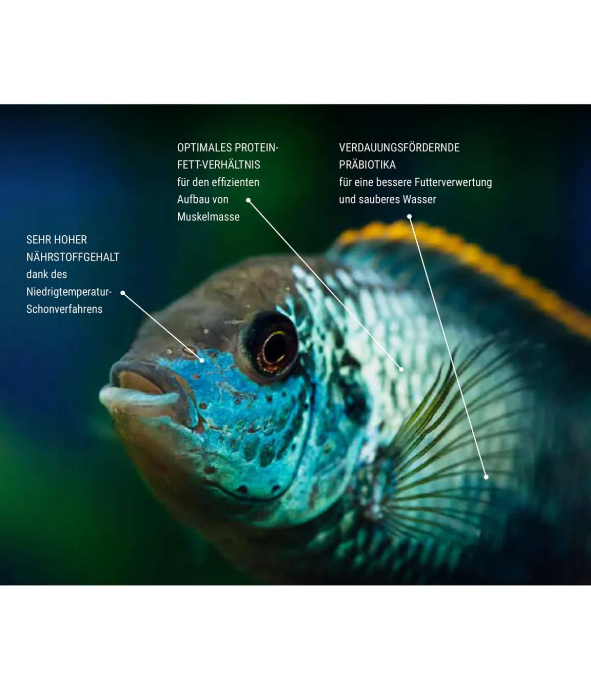 Tetra Fischfutter TetraPro Menu