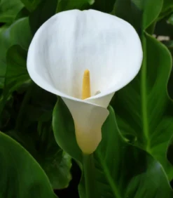 Äthiopische Calla