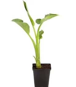 Äthiopische Calla
