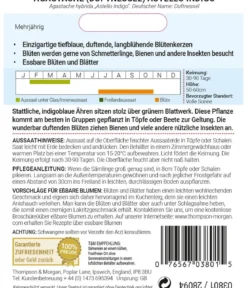 Thompson & Morgan Samen Duftnessel 'Astello Indigo'