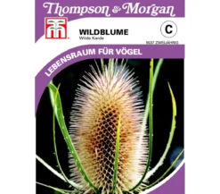 Thompson & Morgan Samen Wildblume 'Wilde Karde'