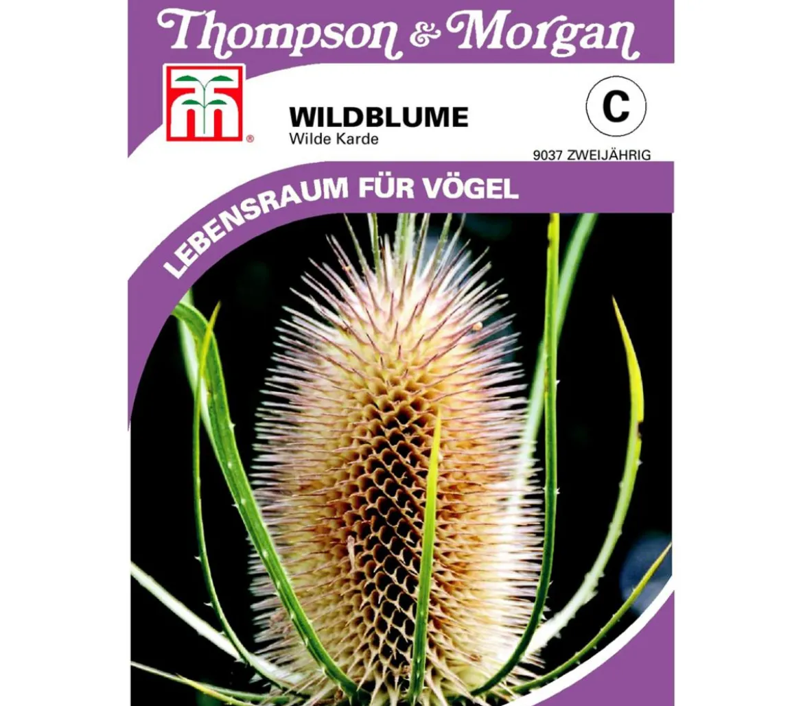 Thompson & Morgan Samen Wildblume 'Wilde Karde'